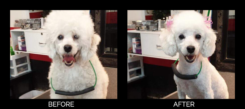dog grooming services in lutz