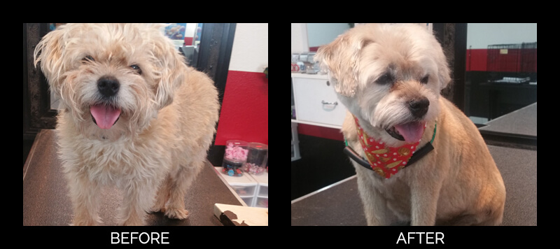 dog grooming services in lutz