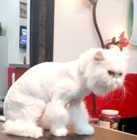 cat bath groomer in lutz